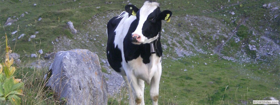 Holsteinerkalb