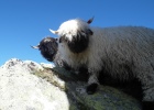 Black nose sheep