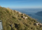 Sheep on the Rigi